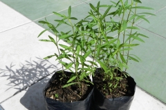 Zoysia-grass-plant