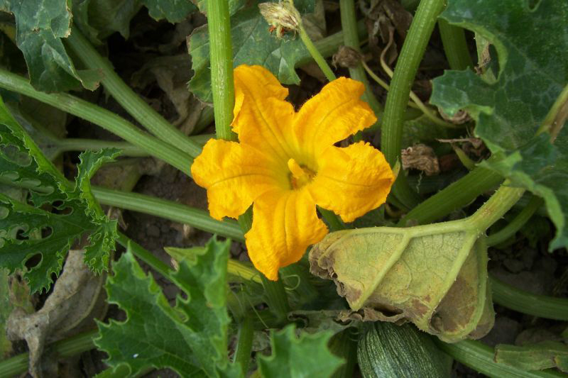 Close-up-flower-of-Zucchini