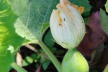 Flower-bud-of-Zucchini