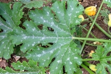 Leaves-of-Zucchini