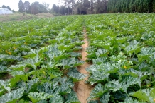 Zucchini-farm