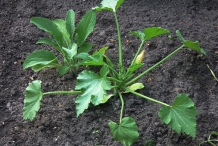 Zucchini-plant