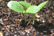 Zucchini-seedlings