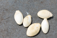 Zucchini-seeds