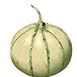 American Cantaloupe Melon