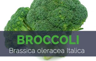 Broccoli - Brassica oleracea Italica