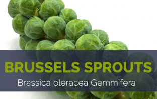 Brussels sprouts - Brassica oleracea Gemmifera
