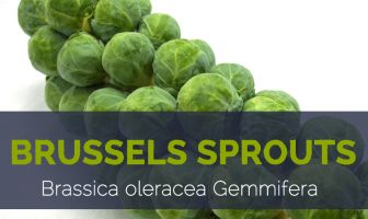 Brussels sprouts - Brassica oleracea Gemmifera