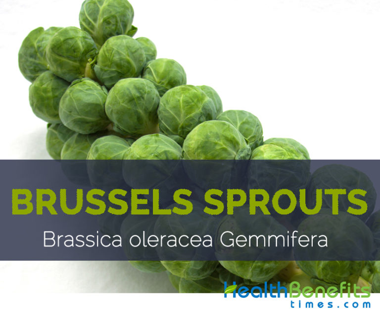 Brussels sprout Facts, Health Benefits and Nutritional Value