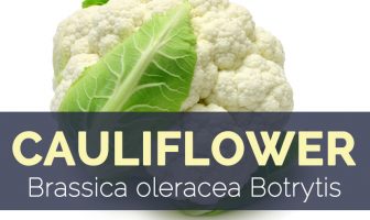 Cauliflower - Brassica oleracea Botrytis