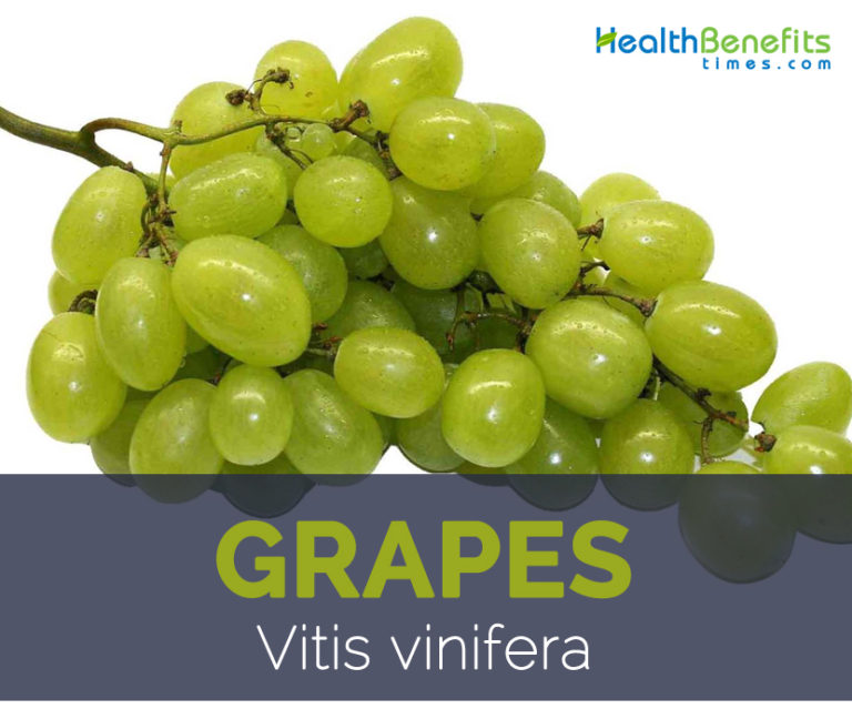 Grapes facts and health benefits