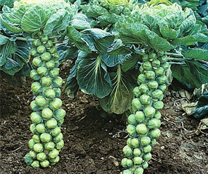 Health benefits of Brussels sprouts