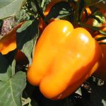 Orange-bell-pepper