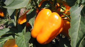 Orange-bell-pepper