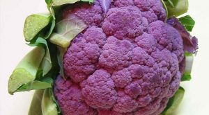 Purple-cauliflower