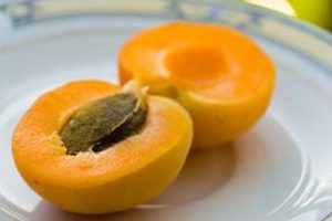 Health benefits of Apricot Seeds