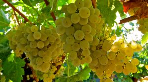 Kerner-grapes