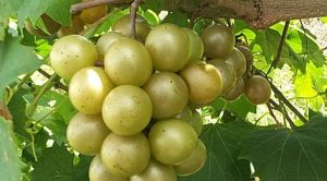 Muscadine-grapes