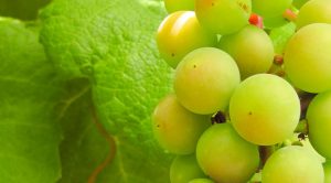 Ortega-grapes