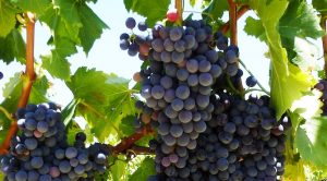Pinotage-Grapes