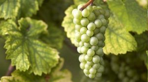 Riesling-grapes