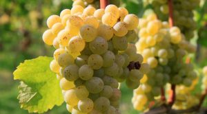 Sauvignon-Blanc-grapes