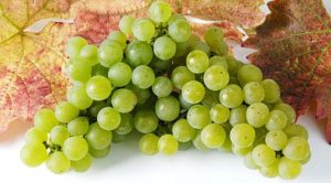 Sylvaner-grapes
