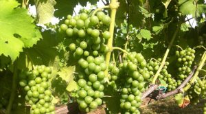 Viognier-grapes