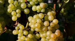 Auxerrois-grapes