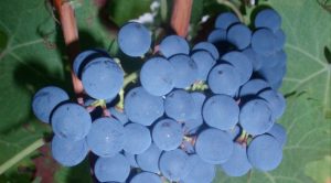 Cabernet-Franc-Grapes
