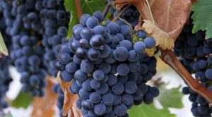 Cabernet-Sauvignon-Grapes