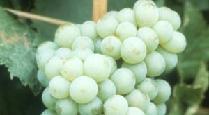 Chenin-Blanc-grape