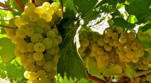 Ehrenfelser-grapes