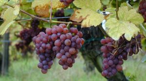Gewurztraminer-grapes