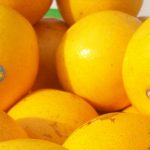 Hamlin-Oranges