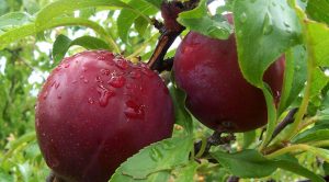 Health-Benefits-of-Plums