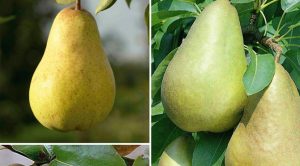 Health-benefits-of-Pears