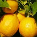 Meyer-Lemons