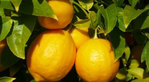 Meyer-Lemons
