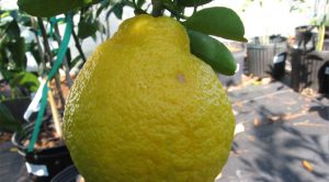 Sanbokan-Lemon