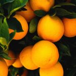 Valencia-Oranges