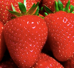 Day Neutral Strawberries
