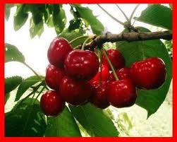 Health benefits of Cherry