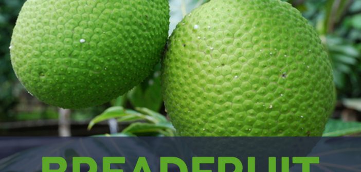 Breadfruits facts and health benefits