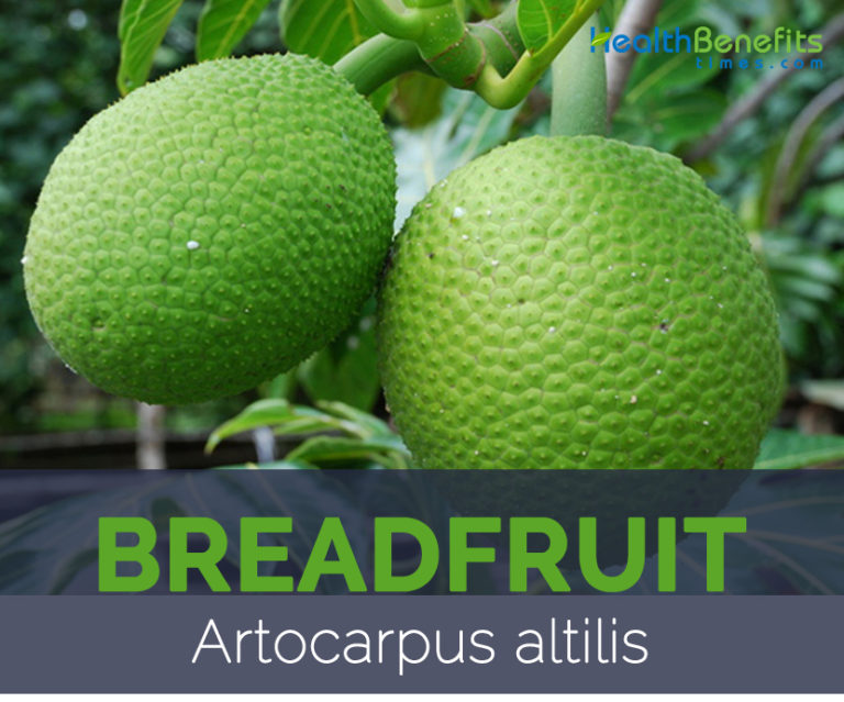 Breadfruit facts and health benefits