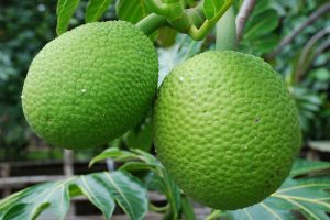 Health benefits of Breadfruits