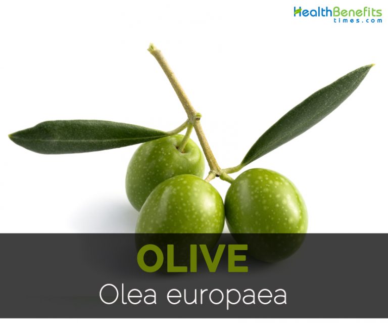 Olive Facts, Health Benefits and Nutritional Value