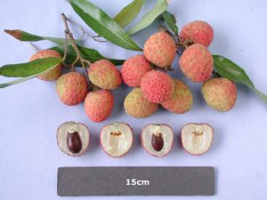 The Ohia lychee