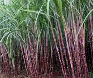 Health benefits of Sugar Cane