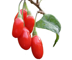Health Benefits of Wolfberry